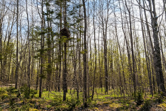 1.9 Acres Near National Forest! 1.9 Acres Near National Forest!