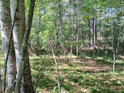 16+ Acres of Secluded Wisconsin River Waterfront Near Lake Tomahawk