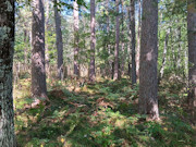 16+ Acres of Secluded Wisconsin River Waterfront Near Lake Tomahawk 16+ Acres of Secluded Wisconsin River Waterfront Near Lake Tomahawk