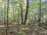 16+ Acres of Secluded Wisconsin River Waterfront Near Lake Tomahawk 16+ Acres of Secluded Wisconsin River Waterfront Near Lake Tomahawk