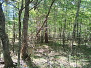 16+ Acres of Secluded Wisconsin River Waterfront Near Lake Tomahawk 16+ Acres of Secluded Wisconsin River Waterfront Near Lake Tomahawk