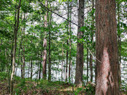 Rhinelander, WI Lakefront Property - 120' Sandy Beach! Rhinelander, WI Lakefront Property - 120' Sandy Beach!