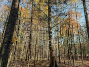 3+ Acres of Secluded Lakeview Land for Sale near Phillips, WI 3+ Acres of Secluded Lakeview Land for Sale near Phillips, WI