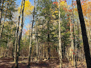 3+ Acres of Secluded Lakeview Land for Sale near Phillips, WI 3+ Acres of Secluded Lakeview Land for Sale near Phillips, WI