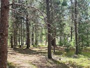 5 Acres of Improved Buildable Land Near Rhinelander, WI 5 Acres of Improved Buildable Land Near Rhinelander, WI
