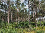 2.3 Acres of Buildable Wooded Land Near Rome & Lake Petenwell, WI 2.3 Acres of Buildable Wooded Land Near Rome & Lake Petenwell, WI