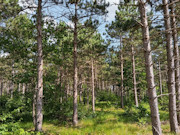 2.3 Acres of Buildable Wooded Land Near Rome & Lake Petenwell, WI 2.3 Acres of Buildable Wooded Land Near Rome & Lake Petenwell, WI