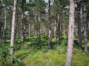 2.3 Acres of Buildable Wooded Land Near Rome & Lake Petenwell, WI 2.3 Acres of Buildable Wooded Land Near Rome & Lake Petenwell, WI