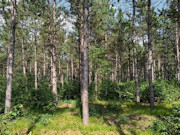 3.6-Acre Buildable Wooded Land Near Lake Petenwell and Rome, WI