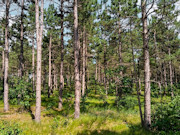 3.6-Acre Buildable Wooded Land Near Lake Petenwell and Rome, WI