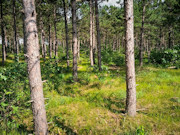3.6-Acre Buildable Wooded Land Near Lake Petenwell and Rome, WI