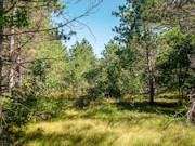 5.15 Acres of Buildable Wooded Land Near Rome, WI 5.15 Acres of Buildable Wooded Land Near Rome, WI
