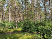 5.15 Acres of Buildable Wooded Land Near Rome, WI 5.15 Acres of Buildable Wooded Land Near Rome, WI