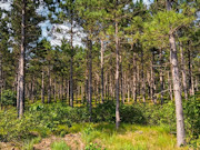 5.15 Acres of Buildable Wooded Land Near Rome, WI 5.15 Acres of Buildable Wooded Land Near Rome, WI