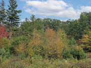 5 Acres of Buildable Land for Sale Near Barnes, WI 5 Acres of Buildable Land for Sale Near Barnes, WI