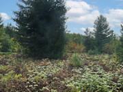 5 Acres of Buildable Land for Sale Near Barnes, WI 5 Acres of Buildable Land for Sale Near Barnes, WI