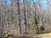 Wooded Land Near Fishtrap Lake with National Forest Border in Winter, WI Wooded Land Near Fishtrap Lake with National Forest Border in Winter, WI