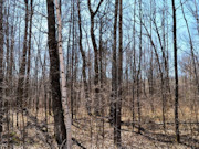 Wooded Land Near Fishtrap Lake with National Forest Border in Winter, WI Wooded Land Near Fishtrap Lake with National Forest Border in Winter, WI