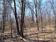 Wooded Land Near Fishtrap Lake with National Forest Border in Winter, WI Wooded Land Near Fishtrap Lake with National Forest Border in Winter, WI