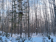 1.9 Acres Near Winter, WI - Buildable Northwoods Land by Lakes & Trails