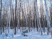 1.9 Acres Near Winter, WI - Buildable Northwoods Land by Lakes & Trails