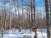 1.9 Acres Near Winter, WI - Buildable Northwoods Land by Lakes & Trails