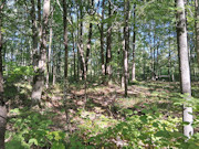 Own Your Northwoods Getaway - Nearly 5 Acres Near Pickerel & Crandon