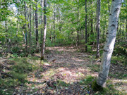Own Your Northwoods Getaway - Nearly 5 Acres Near Pickerel & Crandon Own Your Northwoods Getaway - Nearly 5 Acres Near Pickerel & Crandon