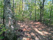 Own Your Northwoods Getaway - Nearly 5 Acres Near Pickerel & Crandon Own Your Northwoods Getaway - Nearly 5 Acres Near Pickerel & Crandon
