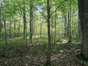 Own Your Northwoods Getaway - Nearly 5 Acres Near Pickerel & Crandon Own Your Northwoods Getaway - Nearly 5 Acres Near Pickerel & Crandon