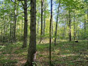 Own Your Northwoods Getaway - Nearly 5 Acres Near Pickerel & Crandon Own Your Northwoods Getaway - Nearly 5 Acres Near Pickerel & Crandon