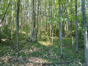 3 Acres with Pond View Near Pickerel - Your Wisconsin Cabin or Camping Getaway