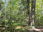 5 Acres with Pond & Nicolet National Forest Access Near Crandon