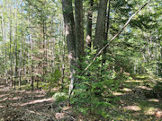 5 Acres with Pond & Nicolet National Forest Access Near Crandon