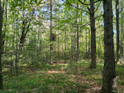 Northwoods Base Camp - 5 Wooded Acres Near Pickerel & Crandon Northwoods Base Camp - 5 Wooded Acres Near Pickerel & Crandon