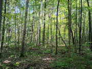 Northwoods Base Camp - 5 Wooded Acres Near Pickerel & Crandon Northwoods Base Camp - 5 Wooded Acres Near Pickerel & Crandon