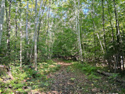 3 Acres Bordering Nicolet National Forest in Northern, WI