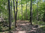 3 Acres Bordering Nicolet National Forest in Northern, WI 3 Acres Bordering Nicolet National Forest in Northern, WI