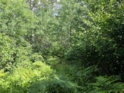 20 Acres of Buildable Wooded Land Near Tomahawk - Close to Lake Nokomis