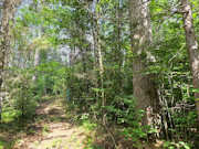 20 Acres of Buildable Wooded Land Near Tomahawk - Close to Lake Nokomis 20 Acres of Buildable Wooded Land Near Tomahawk - Close to Lake Nokomis