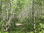 20 Acres of Buildable Wooded Land Near Tomahawk - Close to Lake Nokomis 20 Acres of Buildable Wooded Land Near Tomahawk - Close to Lake Nokomis