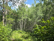 20 Acres of Buildable Wooded Land Near Tomahawk - Close to Lake Nokomis 20 Acres of Buildable Wooded Land Near Tomahawk - Close to Lake Nokomis