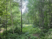 20 Acres Adjoining State Land Near Tomahawk - Buildable Privacy by Lake Nokomis