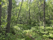20 Acres Adjoining State Land Near Tomahawk - Buildable Privacy by Lake Nokomis 20 Acres Adjoining State Land Near Tomahawk - Buildable Privacy by Lake Nokomis