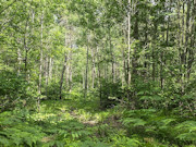 20 Acres Adjoining State Land Near Tomahawk - Buildable Privacy by Lake Nokomis 20 Acres Adjoining State Land Near Tomahawk - Buildable Privacy by Lake Nokomis