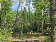 20 Acres Adjoining State Land Near Tomahawk - Buildable Privacy by Lake Nokomis 20 Acres Adjoining State Land Near Tomahawk - Buildable Privacy by Lake Nokomis