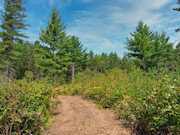 8.5 Acres of Buildable Land Near Tomahawk, WI - Camp, Hunt & Build