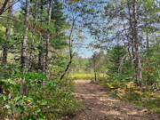 8.5 Acres of Buildable Land Near Tomahawk, WI - Camp, Hunt & Build
