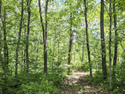 Buildable 8-Acre Recreational Property Near Minong Flowage in Dairyland, Wisconsin