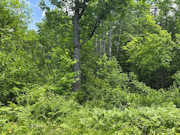 Nearly 2 Acres with Fishtrap Lake Access Near Winter, WI Nearly 2 Acres with Fishtrap Lake Access Near Winter, WI